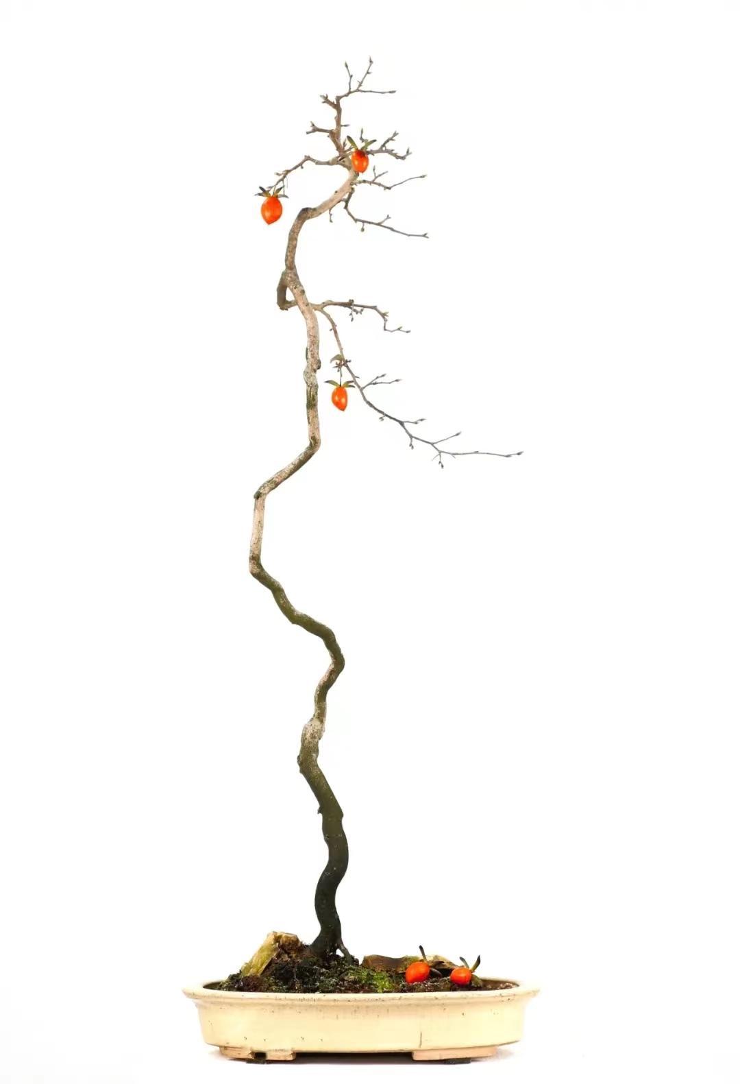 国家级盆景大师文人盆景作品赏析!高清大图 - 知乎