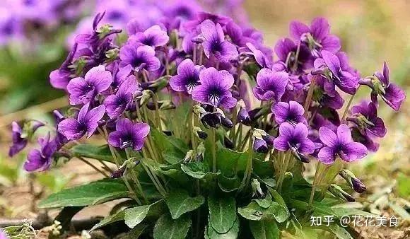 春暖花开万紫千红的小野花们一