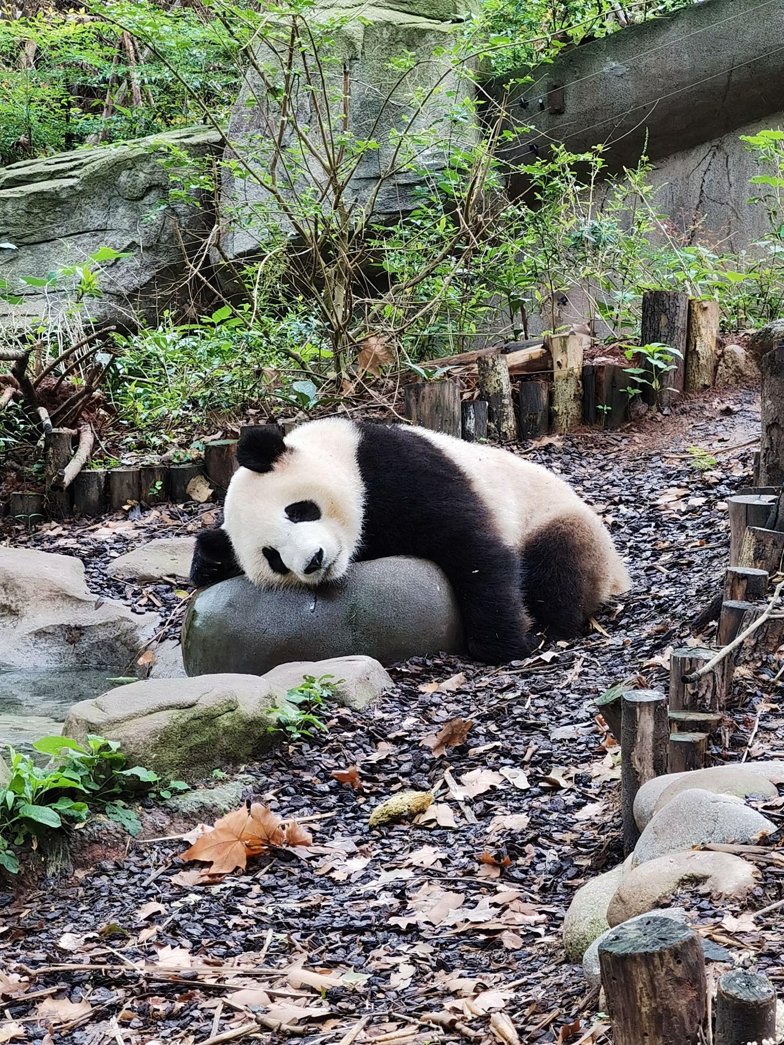 因武漢動物園改造大熊貓姐妹回四川了閉園期間不用被圍觀動物會不會更