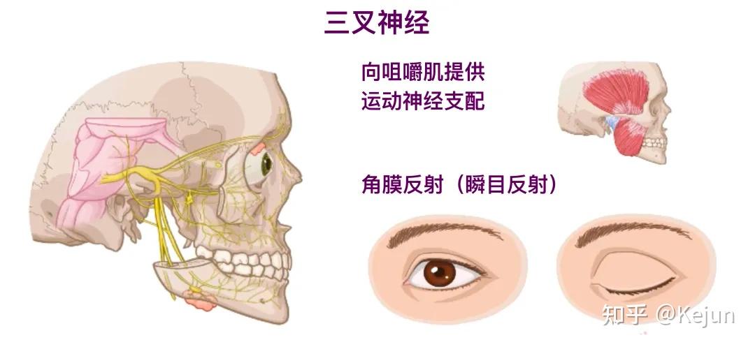 人体解剖学基础——三叉神经 - 知乎