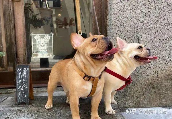 可能是这几点,养狗多年才明白 - 知乎