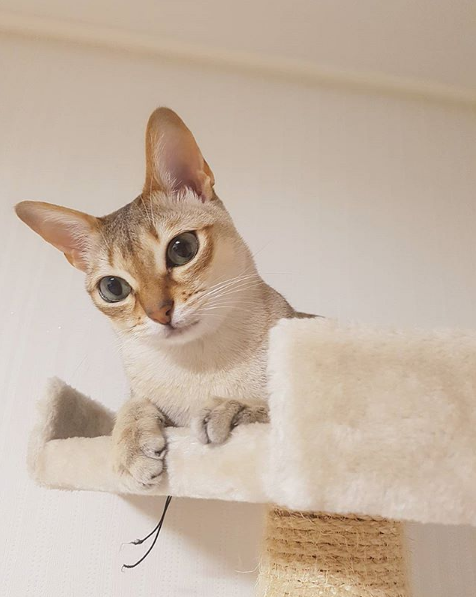 吸猫大会新加坡猫nala