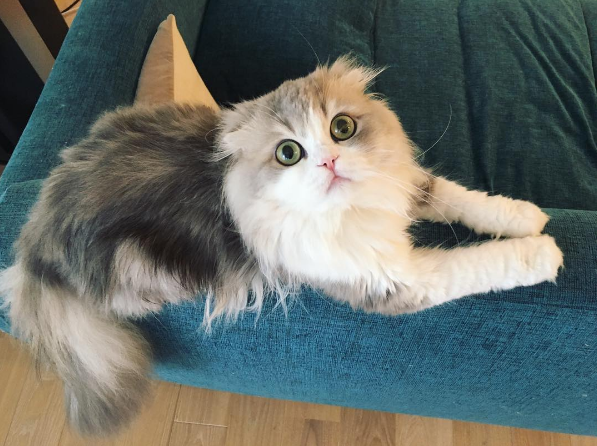 吸猫大会苏格兰折耳猫utamaru