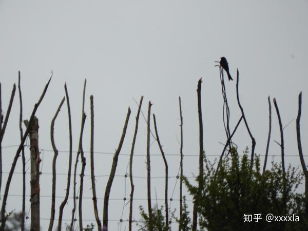 纯黑色 嘴也是黑的 燕尾的鸟 身型比麻雀大一些 在滁州 是什么鸟 在线等 急 灰色比麻雀大的鸟 男霸网