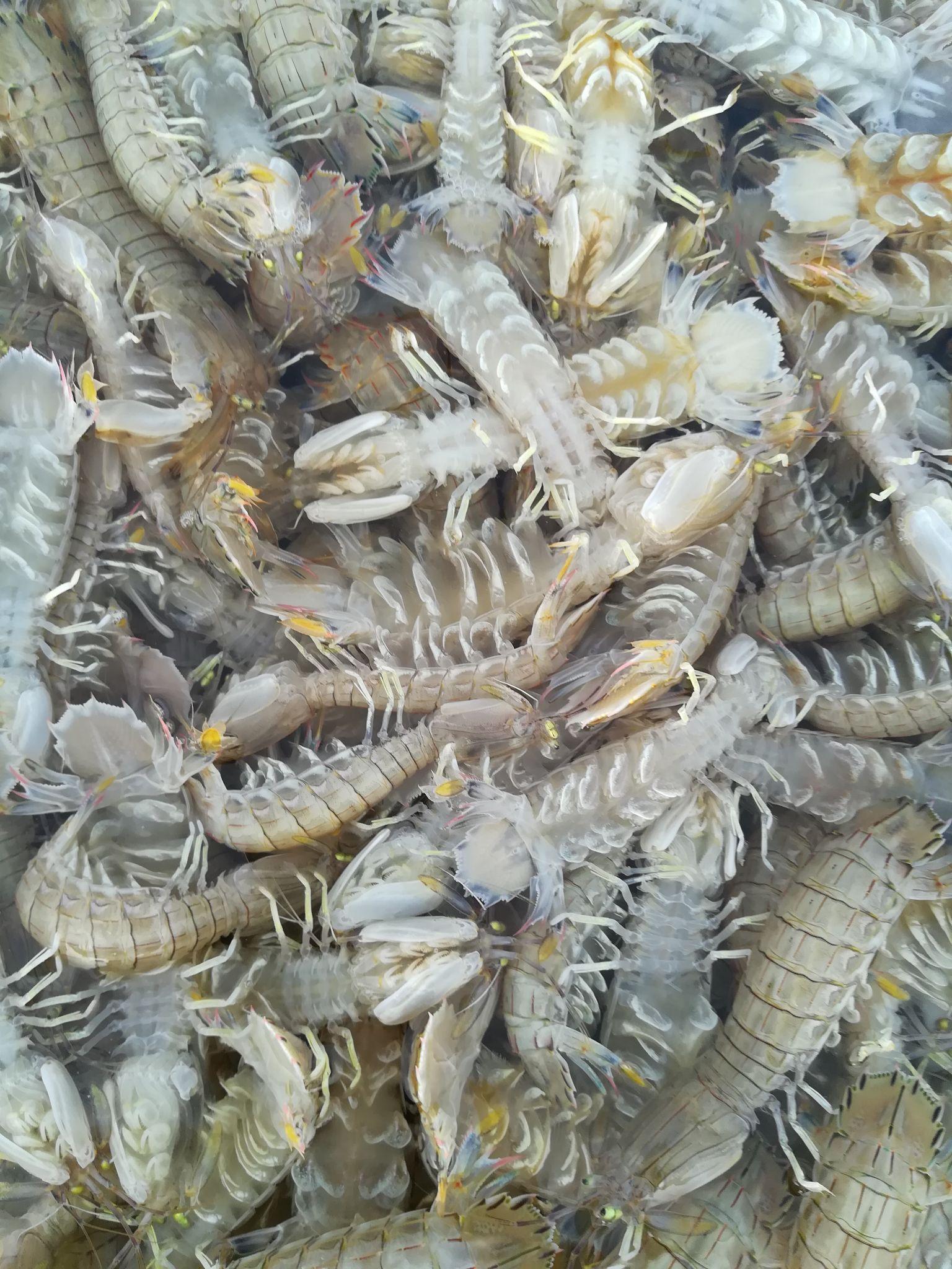 葫芦岛爬虾图片