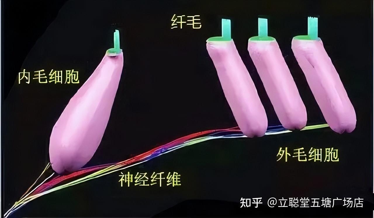 听觉毛细胞作用 - 知乎