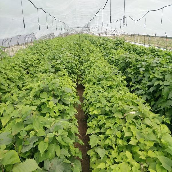 林浆一体化的主力军—杂交构树植物非试管高效快繁技术快繁杂交构树 - 知乎