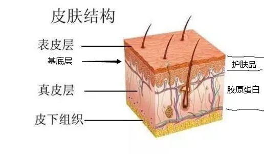 皮膚差你真的瞭解自己的皮膚結構嗎