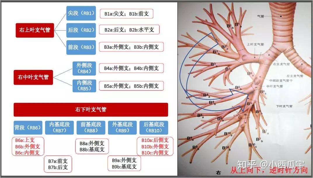 气管支气管树图谱图片