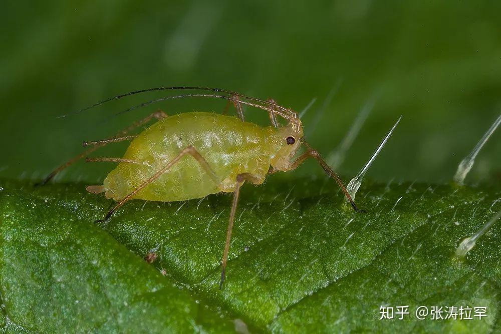 蚜虫群星闪耀时4400颗宇宙星辰的伟大故事