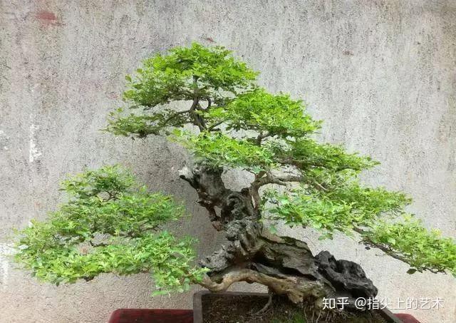 古朴苍劲,纵老不朽 - 知乎