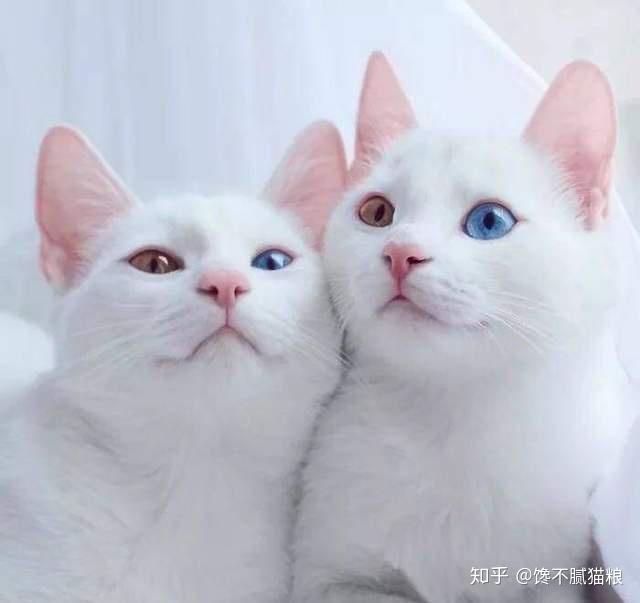养公猫好,还是母猫好?终极答案在这里 - 知乎