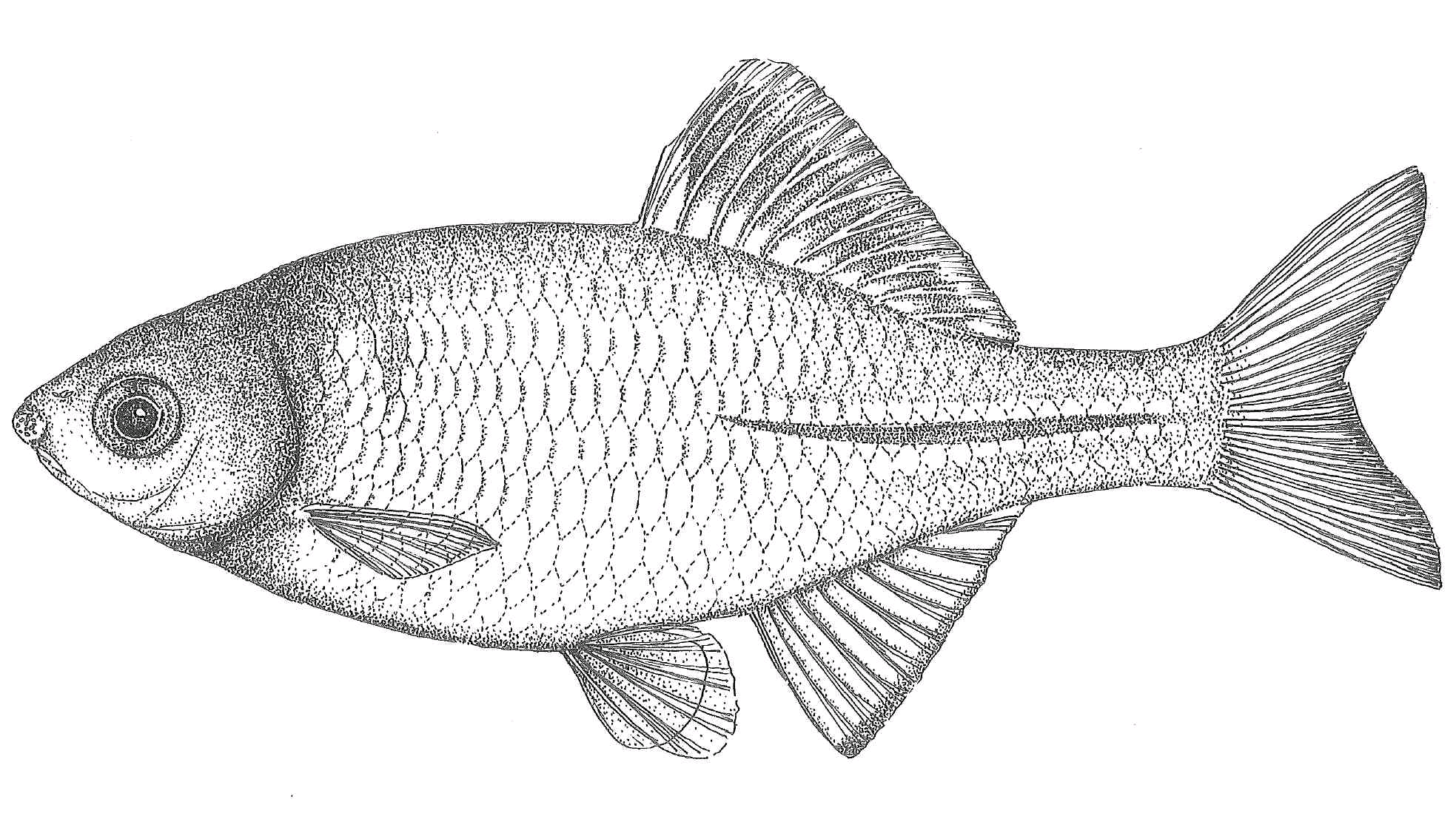 原生鱊(yù)鱼科普,国内有很多种鳑鲏(pánɡ pí)可以选
