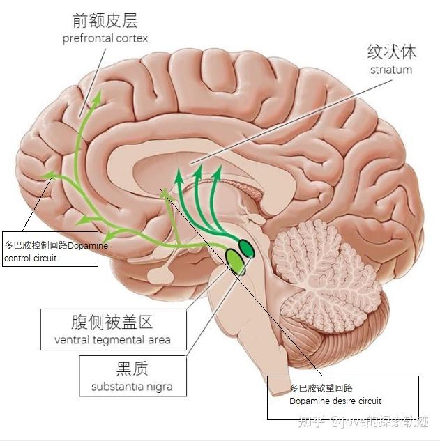 大脑纹状体区域图片