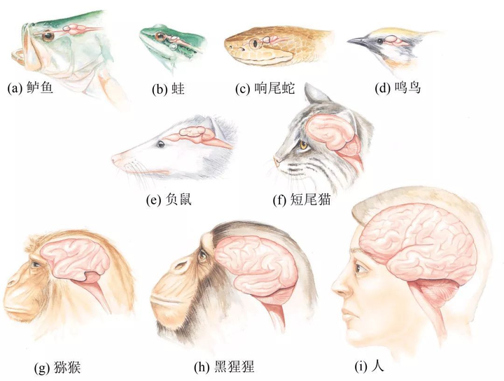 为什么很多动物的大脑都长在头部而非胸腔里? 18 v2 731600e454d1e930e3783f33c10e0692 720w
