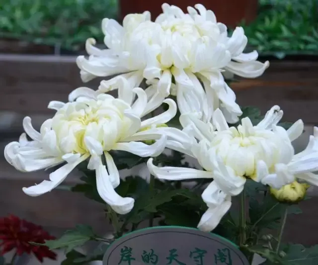 凌霜綻妍菊花,王者之香蘭花,花中皇后月季,繁花似錦杜鵑,花中嬌客茶花