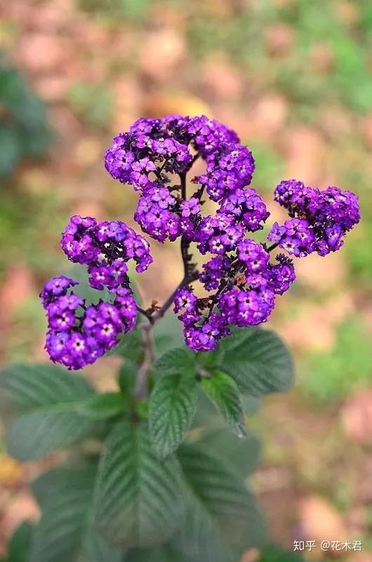 香水草色泽美丽梦幻 花朵做成香囊 当属独款香水味 知乎