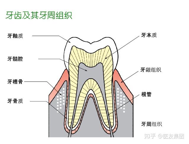 最經典的牙科知識圖解分享乾貨