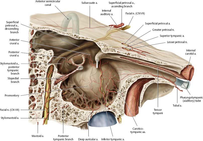 时经常给病人看到的一个示意图,图中黄色的是穿行在骨管中的面神经,包