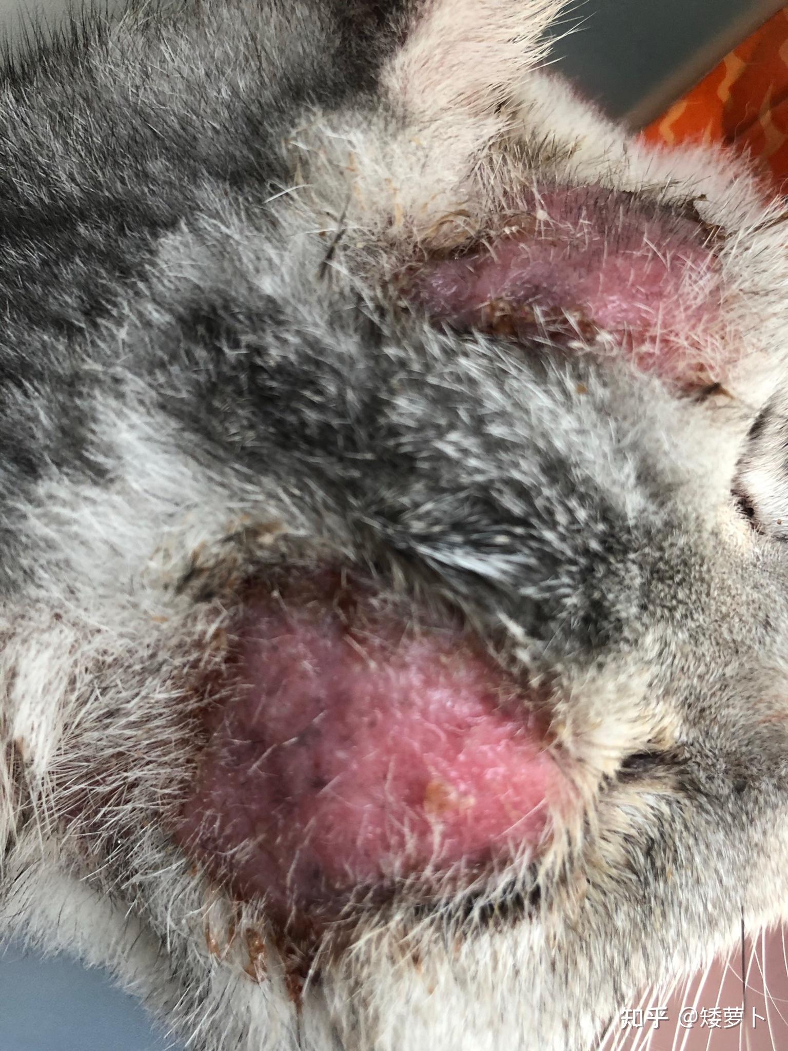 带去医院检查说是球菌感染.做了猫saa.打了消炎消炎针.