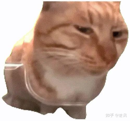 猫meme不仅可以搞笑,还可以做推文赚钱!思路打开了!素材分享! - 知乎