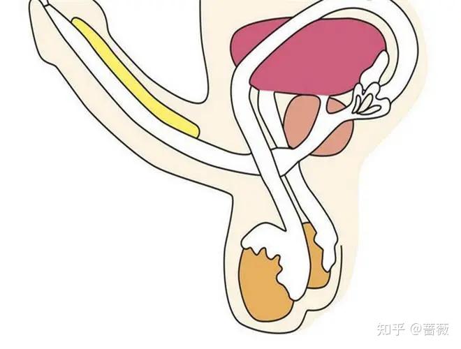 醫生建議,首先實行經皮附睪穿刺取精術,因為附睪內精子成熟程度較高