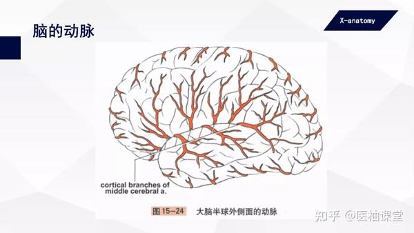 中枢神经系统:脊髓和脑的血管 - 知乎