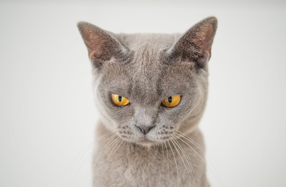 v2-7341980985135bc4dd1cd884cb8ab6c9_1440w.jpg?source=172ae18b