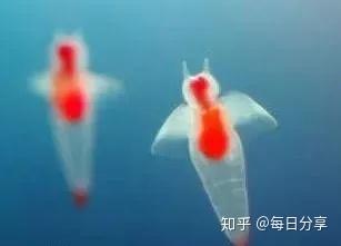 魔鬼的天使——“海天使” - 知乎