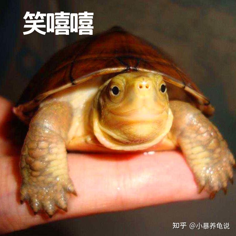 「黄喉拟水龟饲养技巧」水龟中的颜值担当,小青龟怎么养?