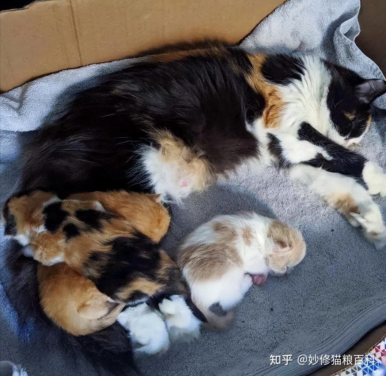 三花猫的7个“优缺点”,看完你还想养吗? - 知乎