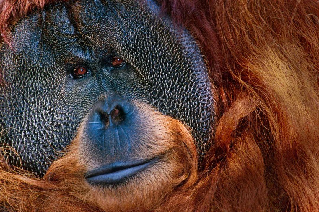 最真实最狂野荷兰野生动物摄影大师franslanting和他的作品