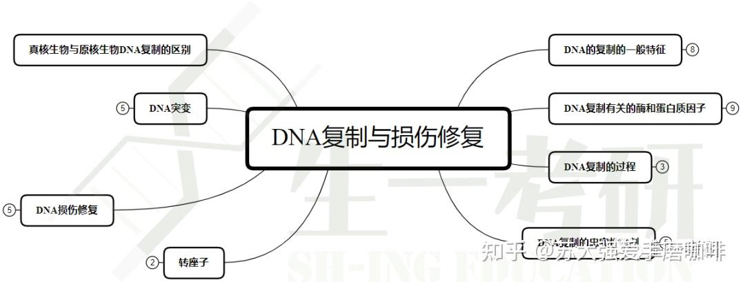 三,dna复制与损伤修复