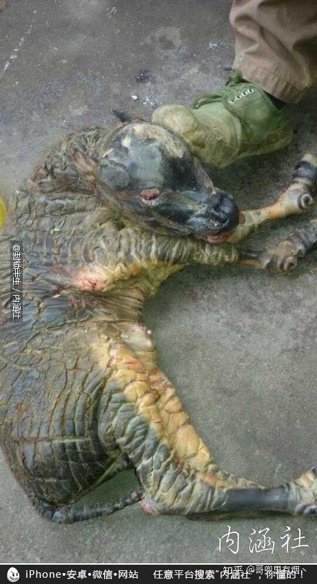 我这里有麒麟狗  山上抓的  野生的