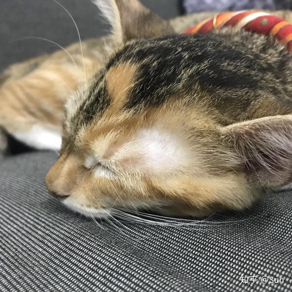 各位大佬帮我看看这猫咪眼睛上方秃了一块是不是猫藓?