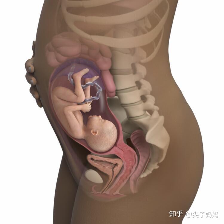 36周肚子里宝宝姿势图图片