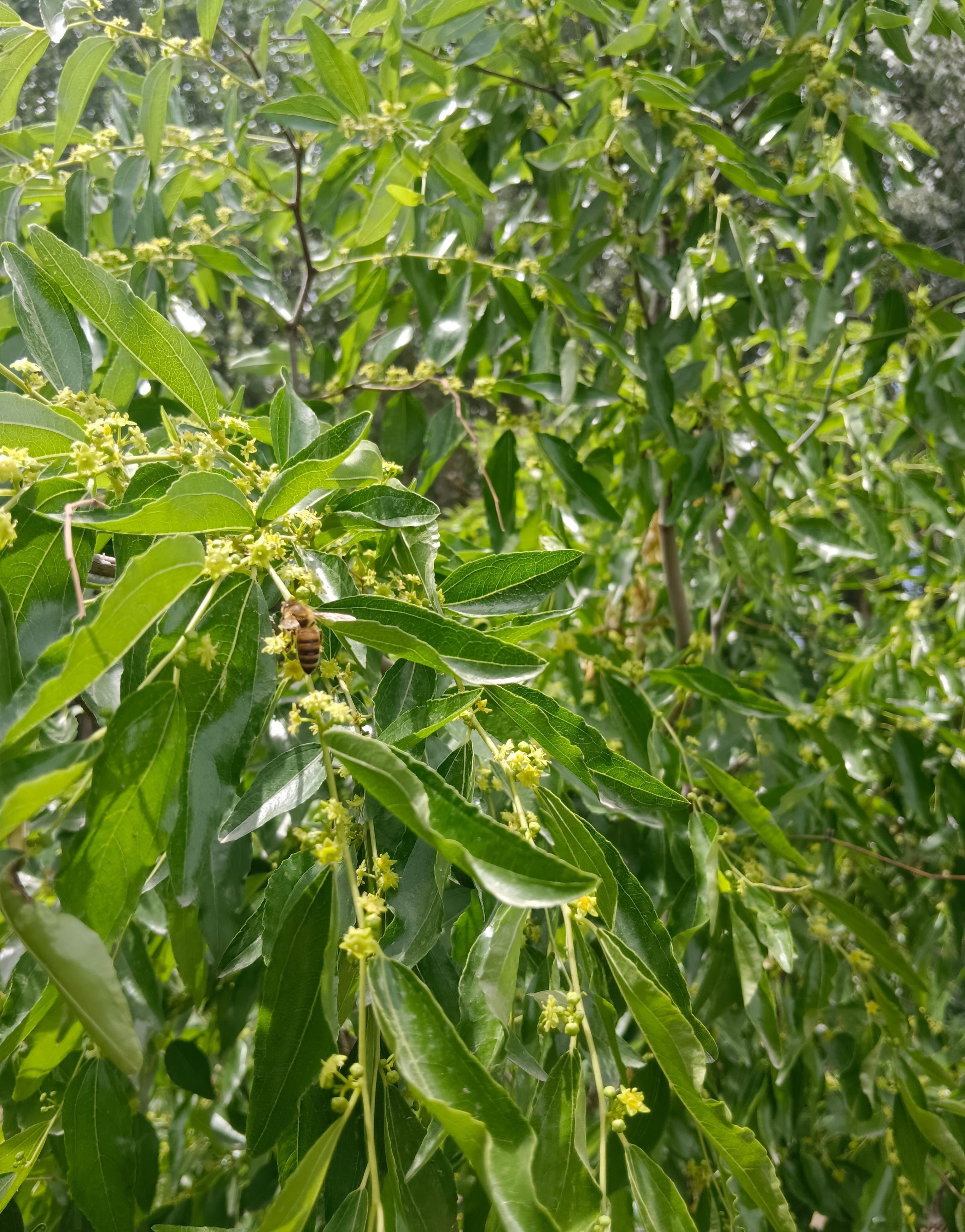 【食世造化】枣：传统文化艺术与民俗里的枣(丰富配图) - 知乎