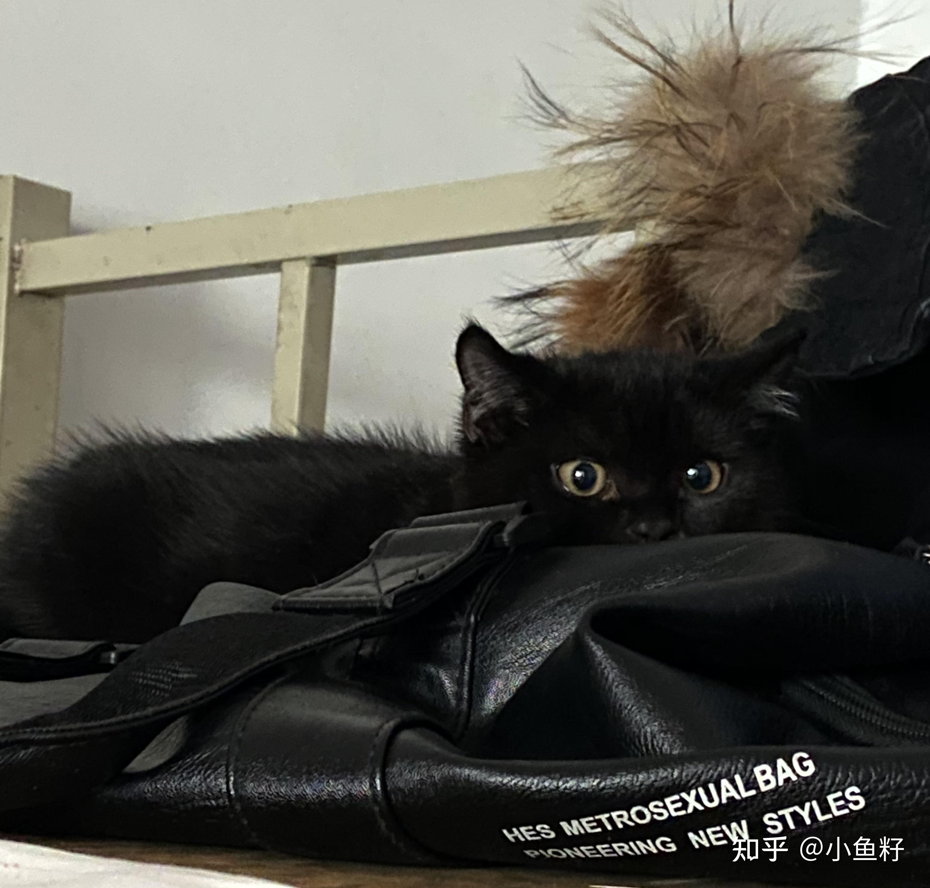 拥有一只黑色美短的体验