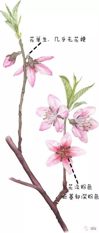 又到春天了别再指着桃花喊杏花 知乎