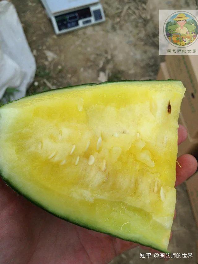 园艺技术:新品种高架小西瓜,网纹瓜种植技术 - 知乎