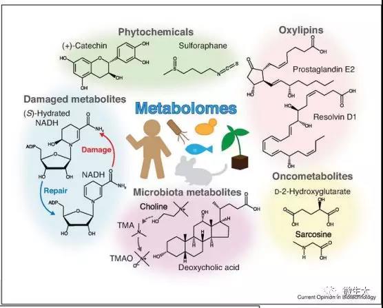 综述|计算代谢组学和数据库的进展加深了对新陈代谢的理解 - 知乎
