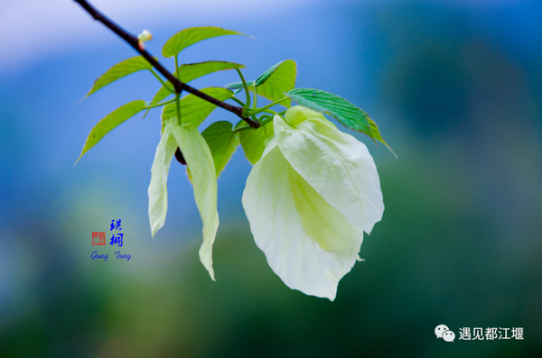 堪称植物界的 大熊猫 开花了 就在都江堰这些地方 知乎