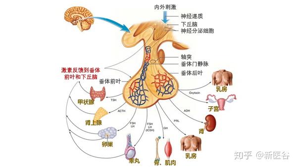 下丘脑与垂体的位置图图片