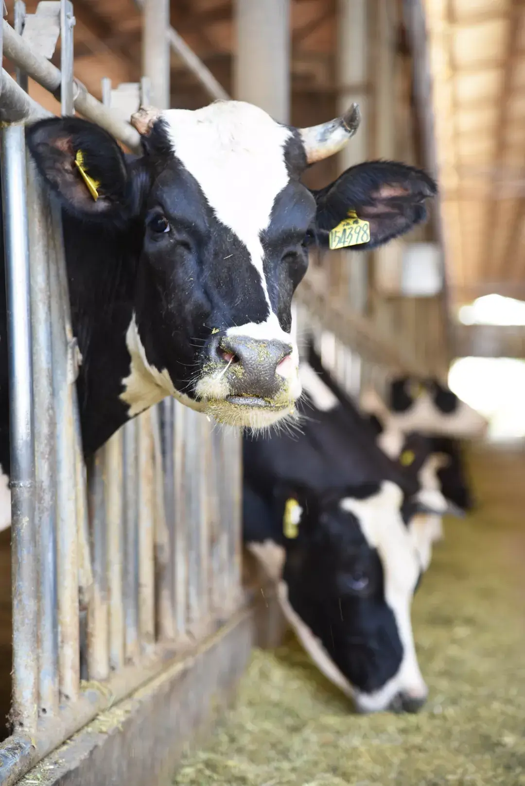 2023光明农场大观园游玩攻略,...奶牛和挤奶炼奶为主题的农...【去哪儿攻略】