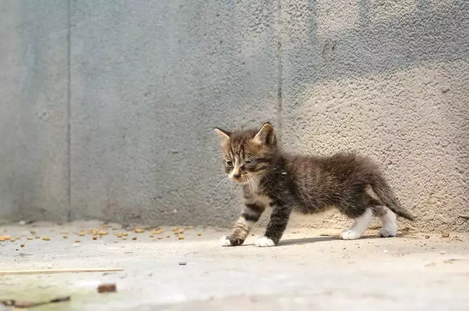 "每10只流浪猫中,就有6只活不过冬天." - 知乎