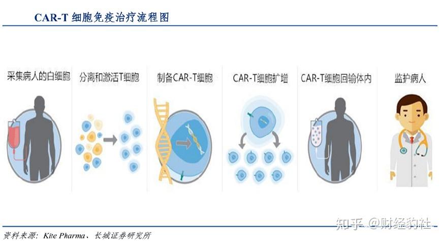 輸入的免疫細胞可在患者體內增殖,治療效果持久有保證,且潛在毒副作用