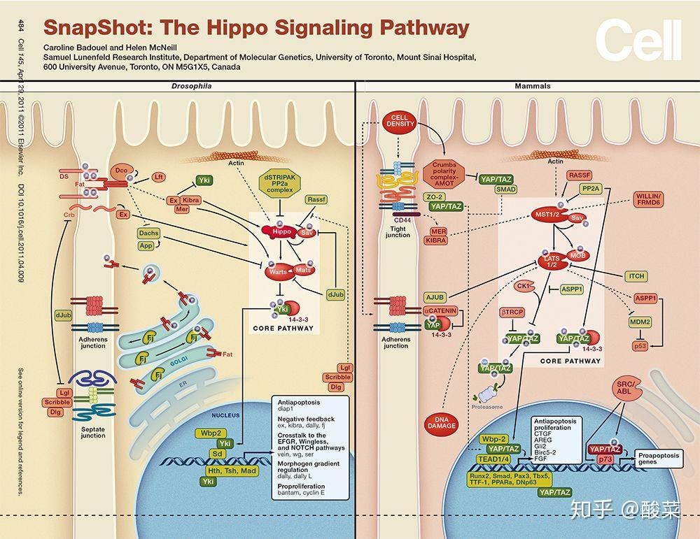 经典信号通路总结hippo信号通路
