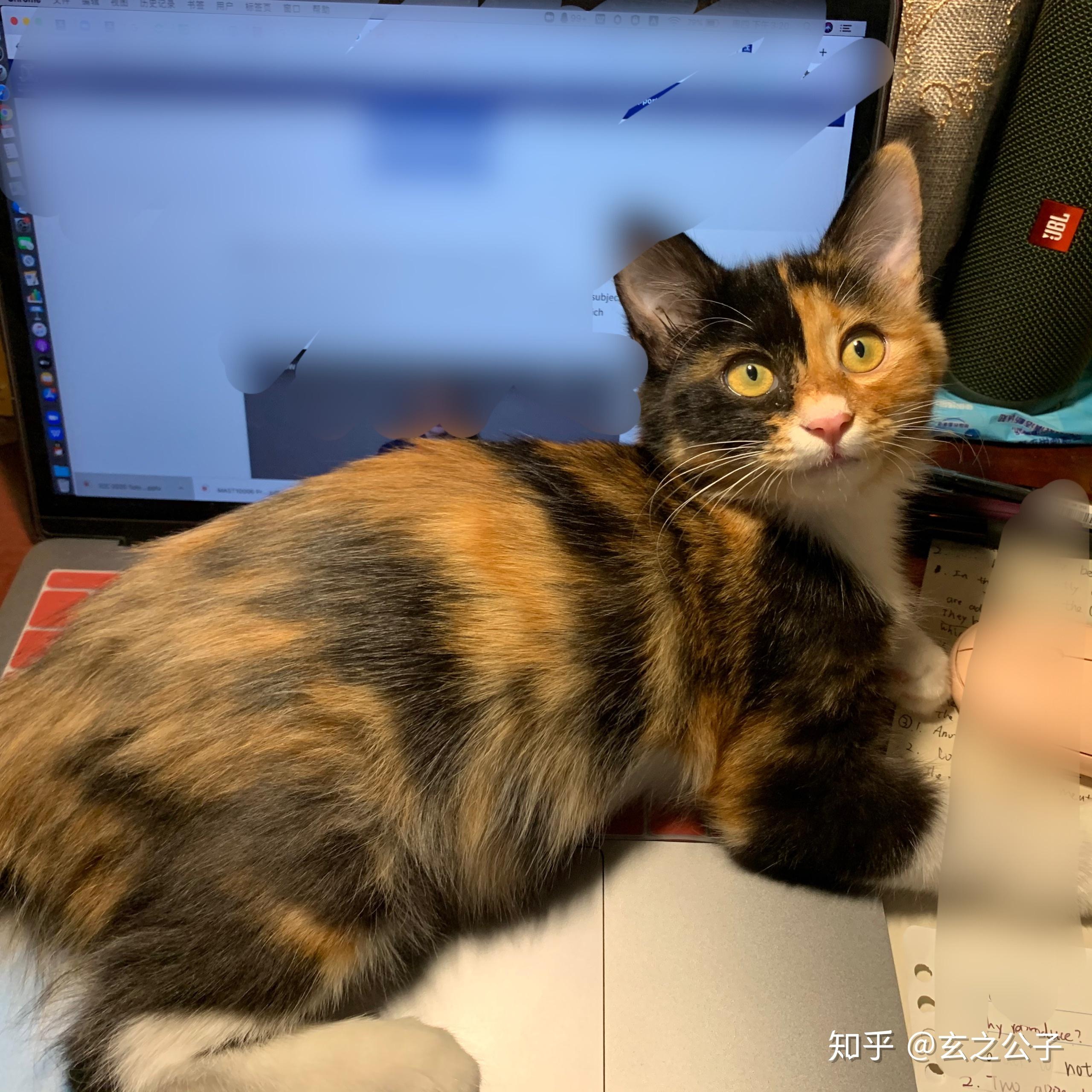 玳瑁猫有没有貌美的例外存在? - 知乎