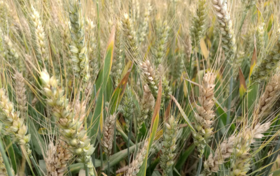 小麦出现穗白,穗枯,都是因为这种病害!