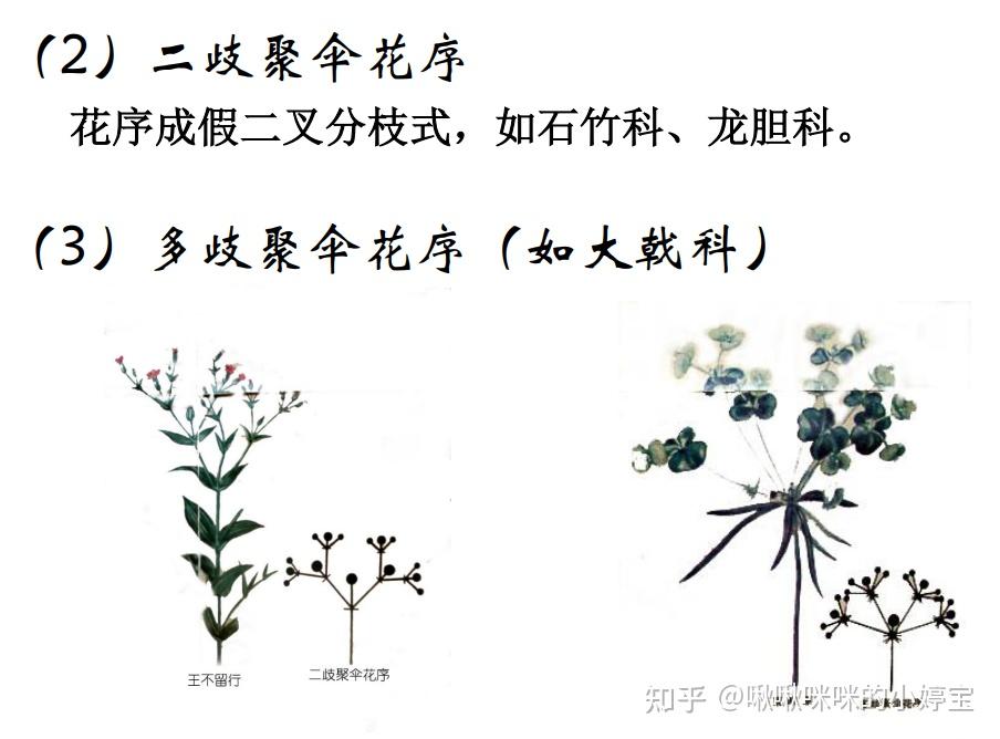 根茎叶花叶果实种子形态 - 知乎